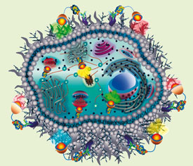 Nanoparticles in cells