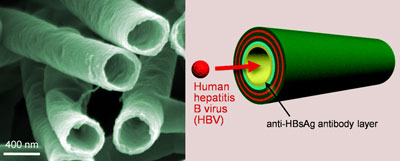 Nanotube virus trap