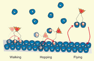 Molecules walking hopping and jumping