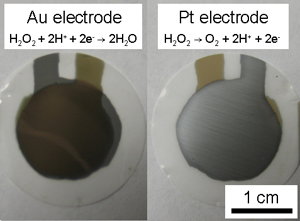 Gold and platinum electrodes on opposing sides of the membrane